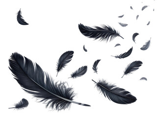 flying black feathers on white background, PNG