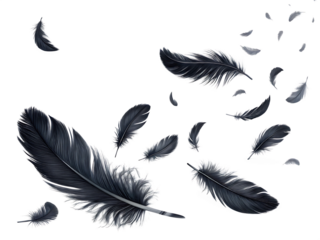 flying black feathers on white background, PNG