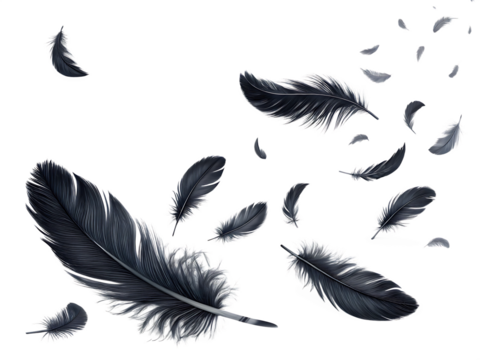 flying black feathers on white background, PNG - Powered by Adobe