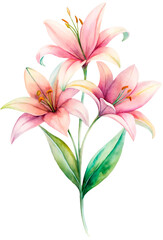 Fototapeta premium watercolor painting of lily bouquet close up isolated png