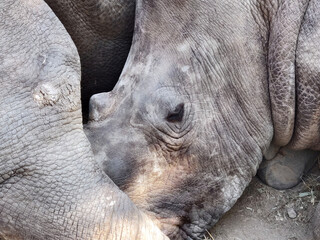 Baby white rhino and its mother resting. Baby rhino sleeping near his mother. Close-up. 