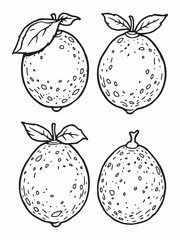 lemon line art clean and crisp citrus fruit design.eps