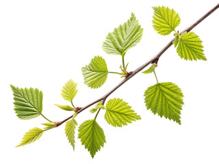 Fototapeta na wymiar green birch tree twig leaves isolated on white background, PNG
