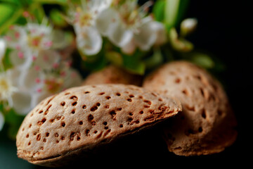 Close-up of almond shells with almond blossoms blurred in the background, creating a rustic and natural scene