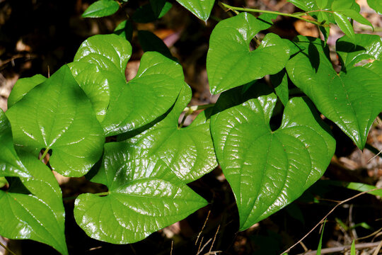 Close-up of vibrant green leaves also known as dioscorea bulbifera thriving in the sunlight, showcasing their intricate veins and heart-shaped patterns