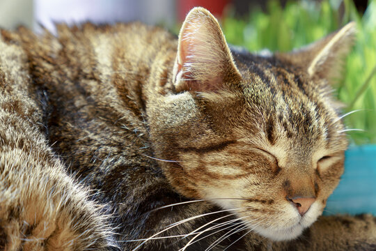 European shorthair tabby cat sleeping peacefully near a pot of green grass - Powered by Adobe