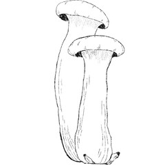 Pleurotus Eryngii (King Oyster Mushroom) Sketch for icon and element 