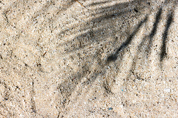 shadow of Tropical palm tree leaf on sandy beach