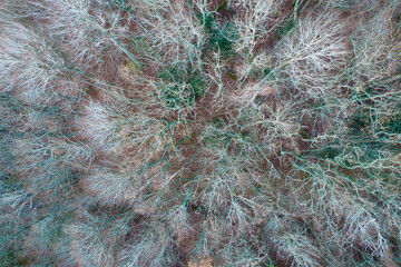 Frozen trees, Pas valley, Burgos, Castilla y Leon, Spain