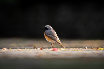 Pleszka (zwyczajna) (Phoenicurus phoenicurus) 