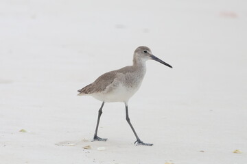 Willet on the beach 