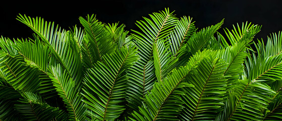 Closeup Vibrant Green Tropical Foliage