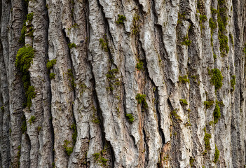 Obraz premium Close-up texture of rough tree bark with vertical ridges and moss, showcasing natural patterns and organic details in forest environments.