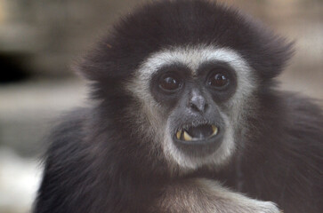 シロテテナガザル