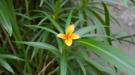 A tall, thin-leafed tropical plant with a single orange blossom