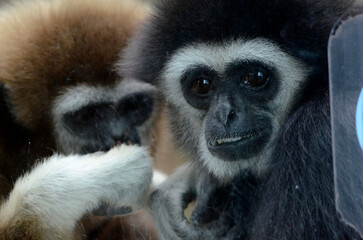 シロテテナガザル