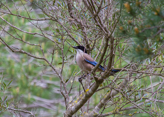 Cyanopica cooki, Ria Formosa natural park, Algarve, Portugal