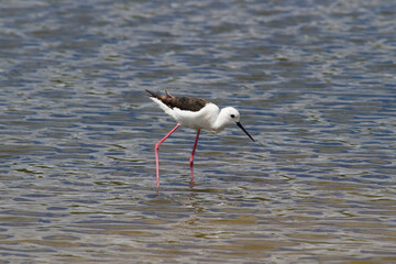 Himantopus himantopus, Tavira, Algarve, Portugal