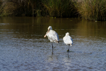 Platalea leucorodia, Fuseta, Algarve, Portugal