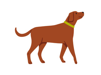 Dog with collar. Friendly loyal doggy profile, standing and looking up. Canine animal wagging tail. Smart obedient puppy pet, side view. Flat vector illustration isolated on white background