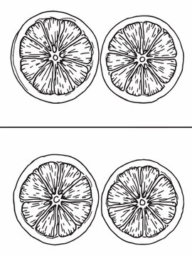 Pink grapefruit citrus fruit line art creative sketch.eps