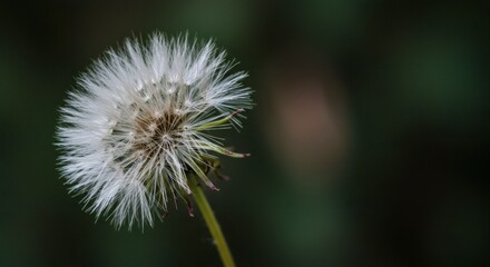 Fototapeta premium AI image of a macro closeup of a white dandelion seed head (blowball) with delicate seeds against a dark background.