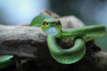 A vibrant green pit viper with striking red eyes is coiled on a textured surface, its head slightly...