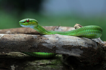 A vibrant green pit viper with striking red eyes is coiled on a textured surface, its head slightly raised and alert against a dark background, 09 may 2025 Indonesia