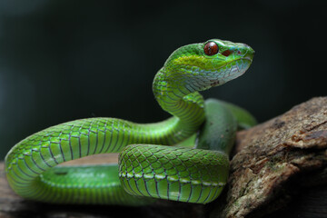A vibrant green pit viper with striking red eyes is coiled on a textured surface, its head slightly raised and alert against a dark background, 09 may 2025 Indonesia
