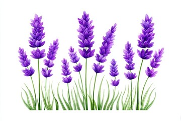 Fototapeta premium Blooming Lavender Watercolor - Serene watercolor painting of lavender blossoms, symbolizing tranquility, purity, grace, remembrance, and healing