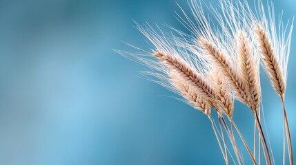 Close-up of individual wheat stalks with sky behind, shallow depth of field for dreamy autumn feel