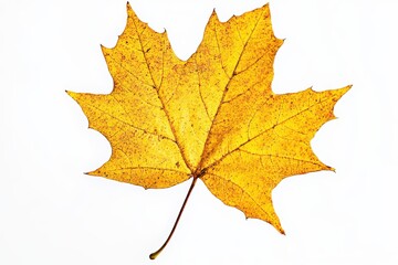 Isolated yellow maple leaf with detailed veins on a bright white field