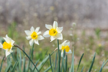 A trumpet daffodil with white perianth and a yellow paracorolla was discovered in the park....