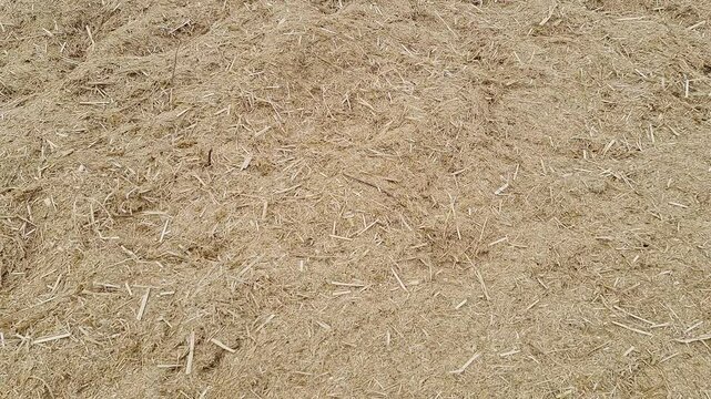 A pan shot of a heap of dry finger millet grass dumped by the highway roadside in Bengaluru