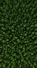 Emerald Canopy: Aerial View of a Lush Forest