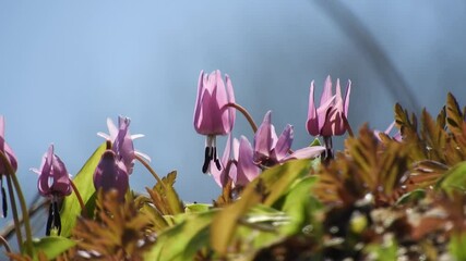 [4K] Katakuri (Erythronium japonicum) Blooming in Spring Fields: Footage of Delicate Pink Flowers Swaying in the Grassland 春の野山に咲くカタクリ：草地で風に揺れるピンク色の可憐な花と Erythronium japonicum の生態映像 撮影日：20250502-12