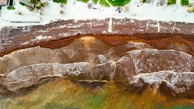 olas de playa con sargazo