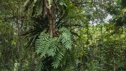 Vegetation of the tropical rain forest. Impenetrable thickets. Vines hang from the branches. The mossy trunk of the tree has epiphytes  with lush, spreading green leaves. Malaysia. Borneo.