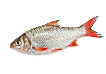 Obraz premium Rudd fish with silver scales and red fins isolated on white background
