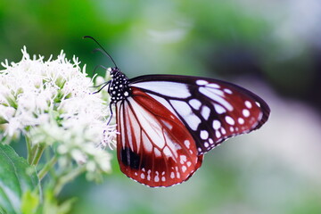 フジバカマの花にとまるアサギマダラの蝶