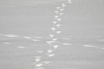 Invisible wanderer's trail zigzags across frosty expanse, whispering winter's secrets, echoing Yule...