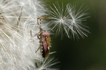 Sloe bug on a dandelion