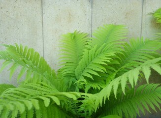 Lush bush of fern with green leaves on granite background. Beautiful fern in spring