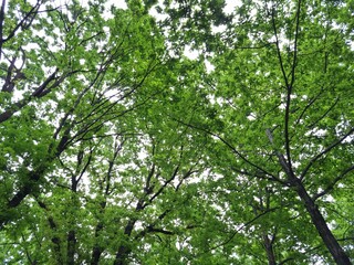 Tall oak trees with green leaves. View of branches with lush foliage in spring. Oak trees in the park in spring