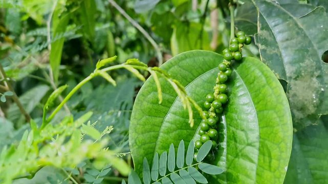 Close-up shot of unripe green peppercorns hanging among lush vine leaves. black pepper berries