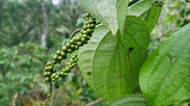 Close-up shot of unripe green peppercorns hanging among lush vine leaves. black pepper berries