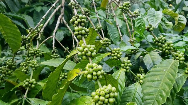 A close-up video of unripe clusters of green coffee beans amidst lush plant branches