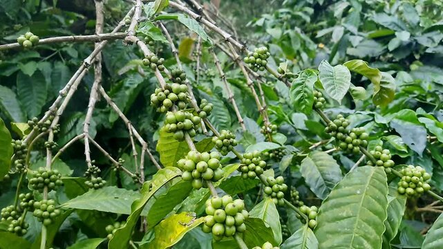 A close-up video of unripe clusters of green coffee beans amidst lush plant branches
