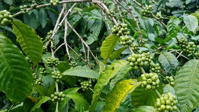 A close-up video of unripe clusters of green coffee beans amidst lush plant branches