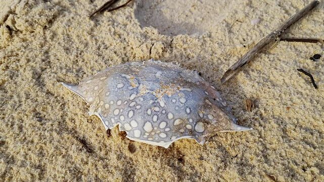 A top video of the Arenaeus cribrarius, speckled swimming crab skeleton remains on the beach